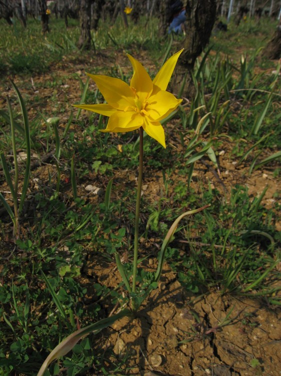 Tulipa sylvestris